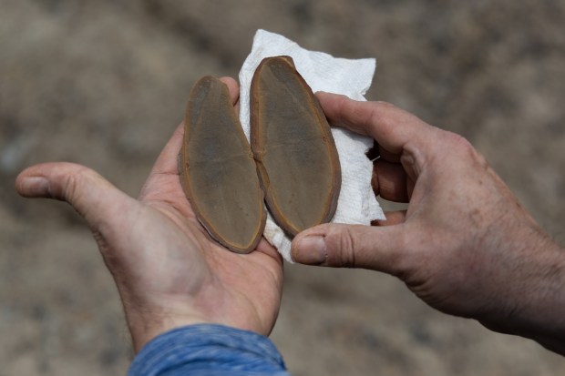 Rich Holm, a member of the Earth Science Club of Northern Illinois, shows a Tullimonstrum, or Tully monster, found at the Mazon Creek fossil beds on May 8, 2025, in Braceville. (Audrey Richardson/Chicago Tribune)