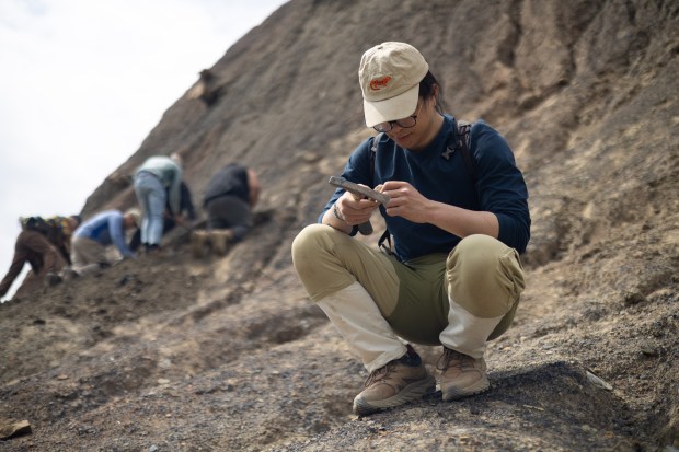 Cal So, a post-doctoral research fellow with the Field Museum, looks at a concretion, a geological formation that he hopes contains a fossil, that he found at a Mazon Creek fossil bed, which used to be the location of a Peabody Energy mine, May 8, 2025, in Braceville. (Audrey Richardson/Chicago Tribune)