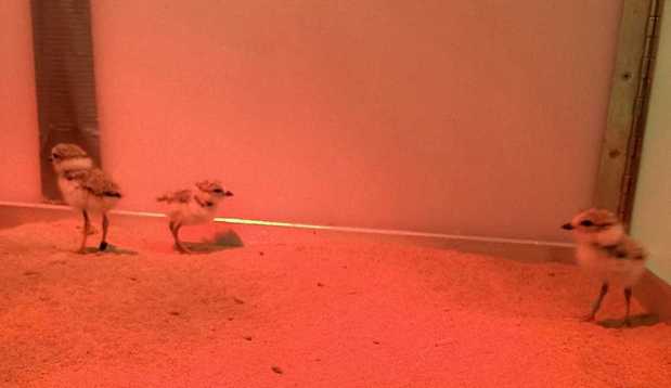 Three piping plover chicks hatched in 2018 at a Michigan incubating station after eggs were taken from a Waukegan beach parking lot. (U.S. Fish and Wildlife Service)
