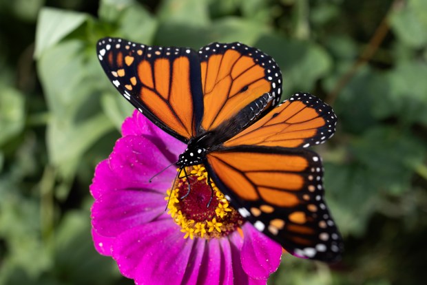 A monarch butterfly visits a flower in gardens surrounding the Lakeview Community Gardens at Diversey on Sept. 6, 2022, in Chicago. (Erin Hooley/Chicago Tribune)