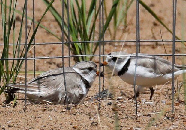 A pair of piping plover adults, with female Rose, left, sitting on the nest, as the male Monty approaches to relieve her at Montrose Beach in Chicago on July 18, 2019. (José M. Osorio/Chicago Tribune)