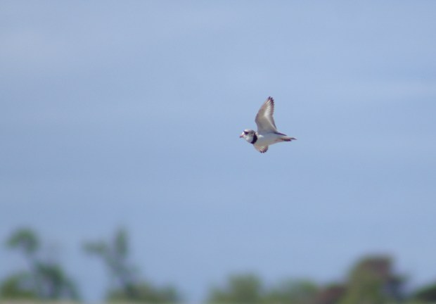 A male piping plover visits Illinois Beach State Park in early June, 2015. (Paul Sweet)
