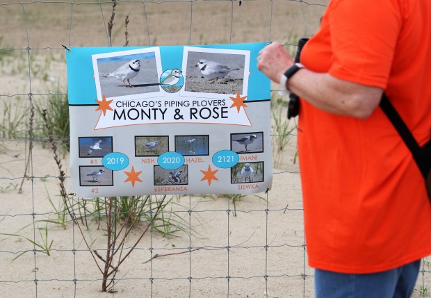 A poster of Great Lakes piping plovers Monty and Rose is posted on the fence protecting a bird habitat at Montrose Beach on May 25, 2022, in Chicago. A group of people gathered to remember Monty, who died on May 13. (John J. Kim/Chicago Tribune)