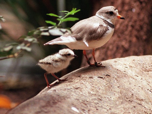 A 5-day-old piping plover at the Lincoln Park Zoo with its mother on June 17, 1998. (Nancy Stone/Chicago Tribune)