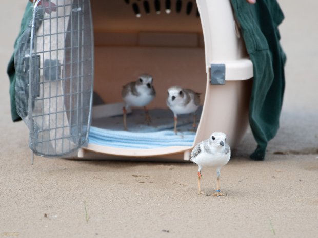 Piping plover chicks are released July 12, 2023, at Montrose Beach. Searocket leads Wild Indigo and Prickly Pear in taking their first steps on the beach. (Tamima Itani/USFWS)