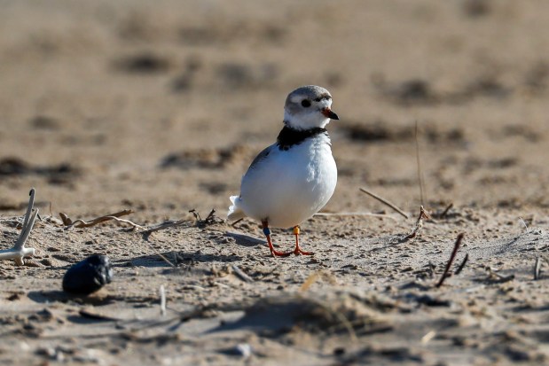 A piping plover named Rose appears at Montrose Beach in Chicago on April 26, 2021. Rose and her mate, Monty, first met on a Waukegan beach when they were only a few months old. They attempted to nest in Waukegan in 2018, without success, but in 2019, they ended up fledging two chicks on Montrose. And last summer, they fledged three. (José M. Osorio/ Chicago Tribune)