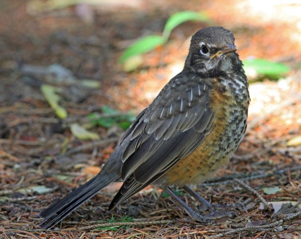 A young American robin's breast is covered with spots. (Steven D. Bailey/For the Lake County News-Sun)
