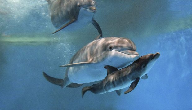 Bottlenose dolphins Allie and Tapeko are joined by a newly born calf at the Brookfield Zoo Chicago on June 7, 2025. (Brookfield Zoo Chicago)