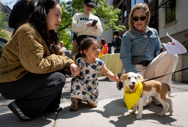 Lucia Rangel-Abeyta, 3, and Linn Zhao stop to pet a 2-month-old puppy named Alexa along Oak Street on June 1, 2025, during the 28th annual Angels With Tails adoption event by PAWS Chicago in the Gold Coast neighborhood. (Brian Cassella/Chicago Tribune)