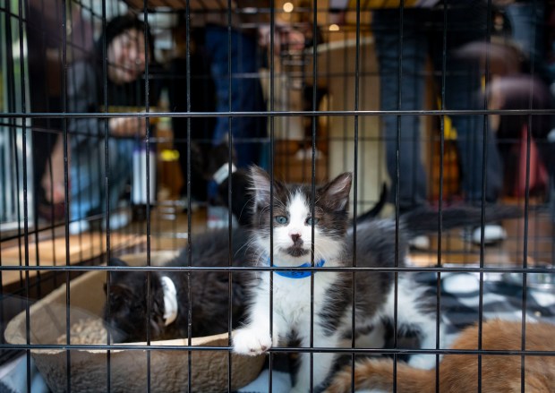 A kitten named Hobbes waits to be adopted along with others in the Oak Street boutique Vince on June 1, 2025, during the 28th annual Angels with Tails event by PAWS Chicago in the Gold Coast. (Brian Cassella/Chicago Tribune)