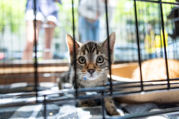 Kittens wait to be adopted in the Oak Street boutique Vince on June 1, 2025, during the 28th annual Angels With Tails event by PAWS Chicago in the Gold Coast neighborhood. (Brian Cassella/Chicago Tribune)