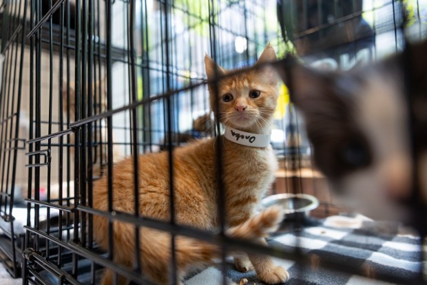 Kittens wait to be adopted in the Oak Street boutique Vince on June 1, 2025, during the 28th annual Angels With Tails event by PAWS Chicago in the Gold Coast neighborhood. (Brian Cassella/Chicago Tribune)