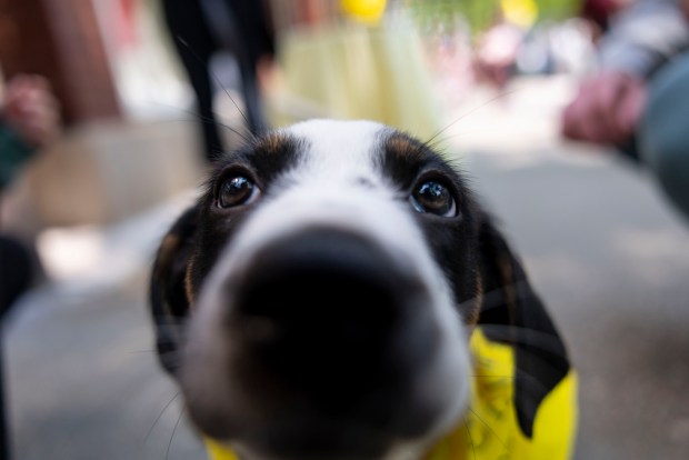 People stop to greet a puppy named Butter who was pending adoption June 1, 2025, during the 28th annual Angels With Tails event by PAWS Chicago. (Brian Cassella/Chicago Tribune)