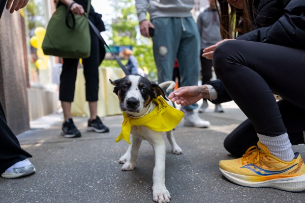 People stop to greet a puppy named Butter who was pending adoption June 1, 2025, during the 28th annual Angels With Tails event by PAWS Chicago in the Gold Coast. (Brian Cassella/Chicago Tribune)