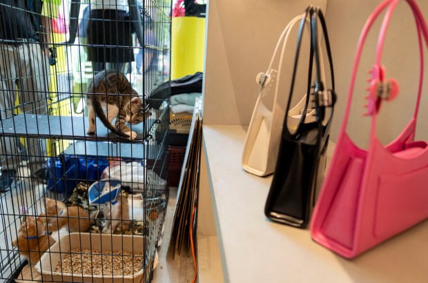 A kitten named Aslan chases her own tail inside the Marc Jacobs store along Oak Street on June 1, 2025, during the 28th annual Angels With Tails adoption event by PAWS Chicago in the Gold Coast neighborhood. (Brian Cassella/Chicago Tribune)