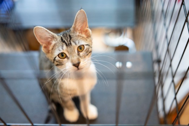 A kitten named Aslan sits inside a Marc Jacobs store along Oak Street on June 1, 2025, during the 28th annual Angels With Tails adoption event by PAWS Chicago in the Gold Coast neighborhood. (Brian Cassella/Chicago Tribune)