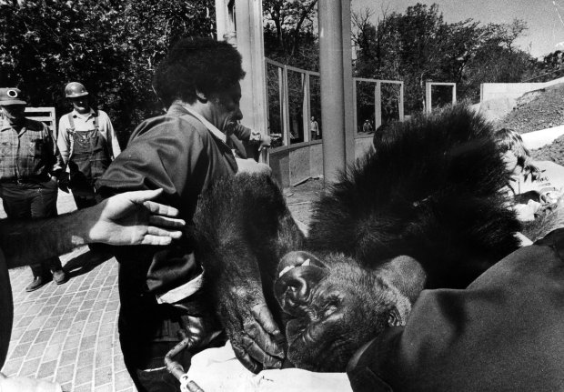 Fred, a male gorilla, is transported to his new quarters within Lincoln Park Zoo on June 2, 1976. (Roy Hall/Chicago Tribune)