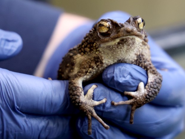 Mike Masellis, Brookfield Zoo's lead animal care specialist for aquatics, holds a Puerto Rican crested toad at the zoo in Brookfield, May 13, 2025. (Antonio Perez/Chicago Tribune)