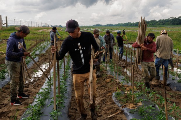 Agricultural workers in the U.S. on H-2A visas place wooden stakes in the ground for jalapeno plants at Flamm Orchards, May 29, 2025, in downstate Cobden. At peak season in June and July, Flamm Orchards employs about 90 workers from Oaxaca, Mexico. (Armando L. Sanchez/Chicago Tribune)