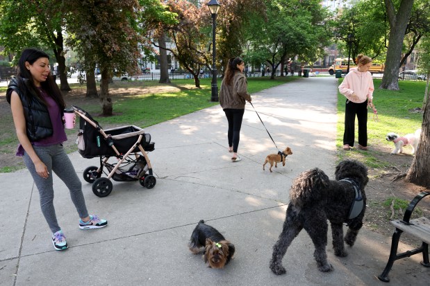 People in the park along with un-leashed and leached dogs play and socialize at Washington Square Park on Chicago's Near North Side, May 15, 2025. (Antonio Perez/Chicago Tribune)