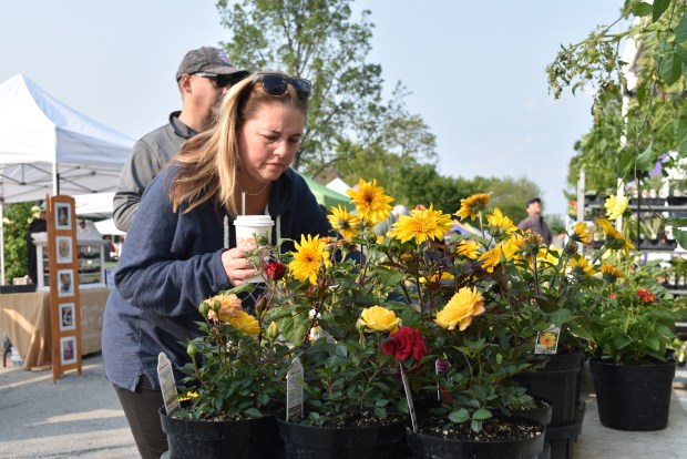 A self-proclaimed "regular" of the farmers market in Park Ridge, Shannon Halt looks over flowers at the market on May 31, 2025. (Jesse Wright/for Pioneer Press)