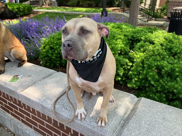 Diesel, a rescue pit bull mix, relaxes on the sidelines Saturday during the 2025 La Grange Pet Parade. (Hank Beckman/Pioneer Press)