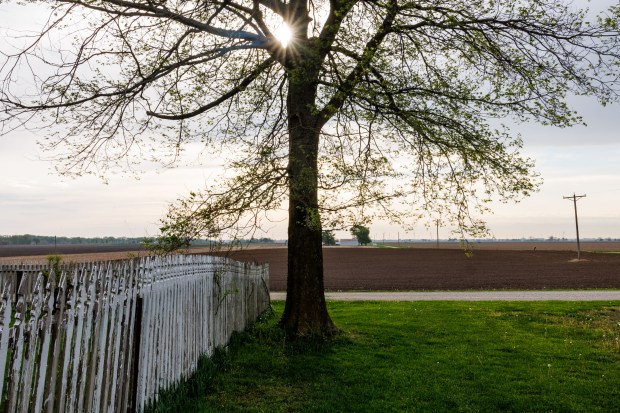 A tree sits near Hans Bishop's grandmother's home while he plants uncoated corn seed, April 29, 2025, in Atlanta. (Armando L. Sanchez/Chicago Tribune)