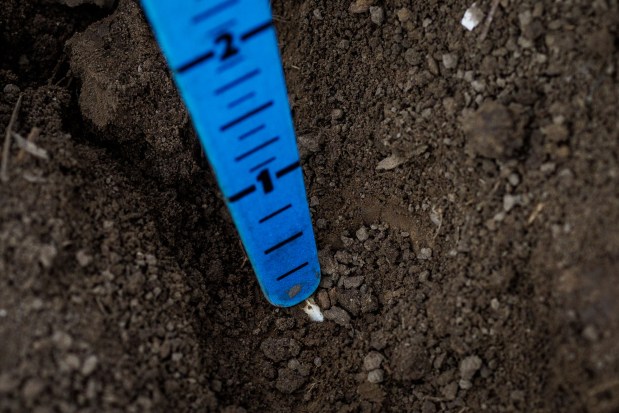 Hans Bishop checks the depth of corn seed after planting, April 29, 2025, in Atlanta.(Armando L. Sanchez/Chicago Tribune)