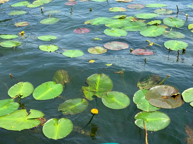 Spatterdock begins to bloom in June. (Sheryl DeVore/For the Lake County News-Sun)